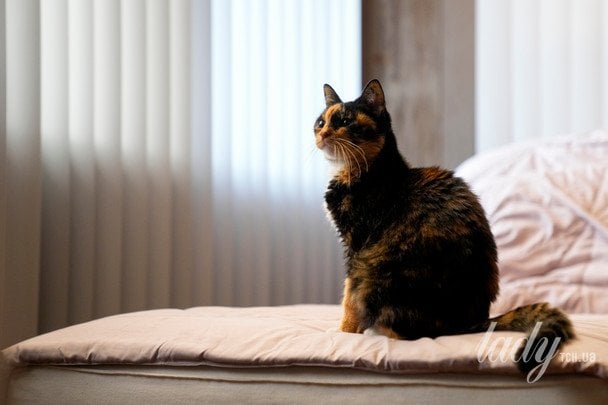 У Харкові кіт шокував витівкою: його рятували і ДСНС, і комунальники, і альпініст (відео)