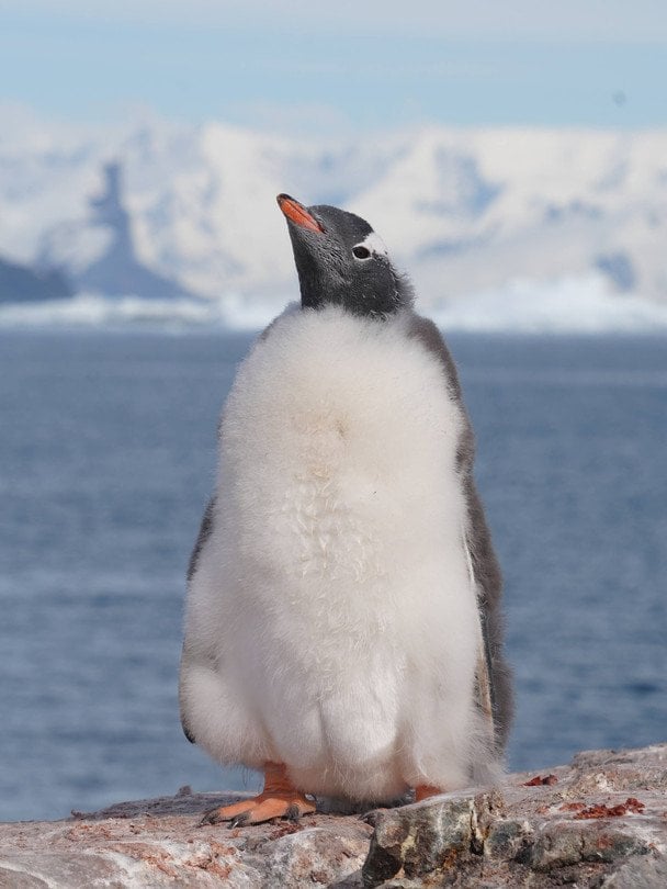 Пінгвіни / © Національний антарктичний науковий центр