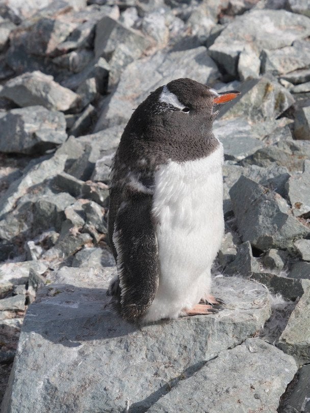 Пінгвіни / © Національний антарктичний науковий центр