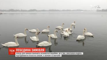 Три десятки лебедів оселилися на Дніпрі за десять кілометрів від столиці