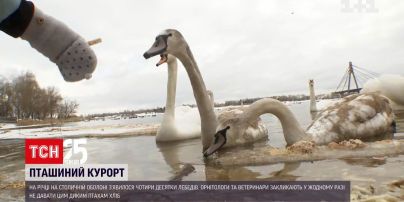 Лебеді на Оболоні: чим їх можна годувати і чому не варто підпускати до них дітей | Новини Києва