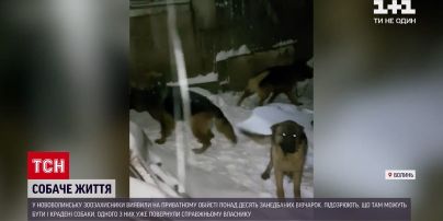 Новости Украины: в одном из хозяйств Волынской области обнаружили более десяти украденных собак