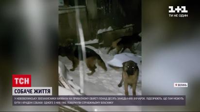 Новини України: на одному з обійсть Волинської області виявили понад десять крадених псів