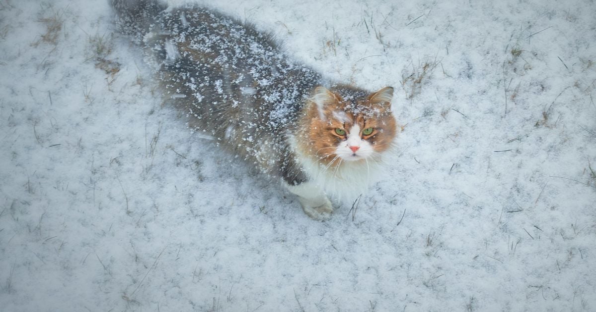 Кіт.