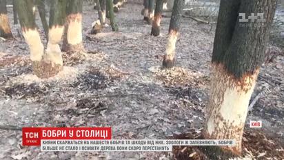 Кияни скаржаться на бобрів, які масово нищать дерева