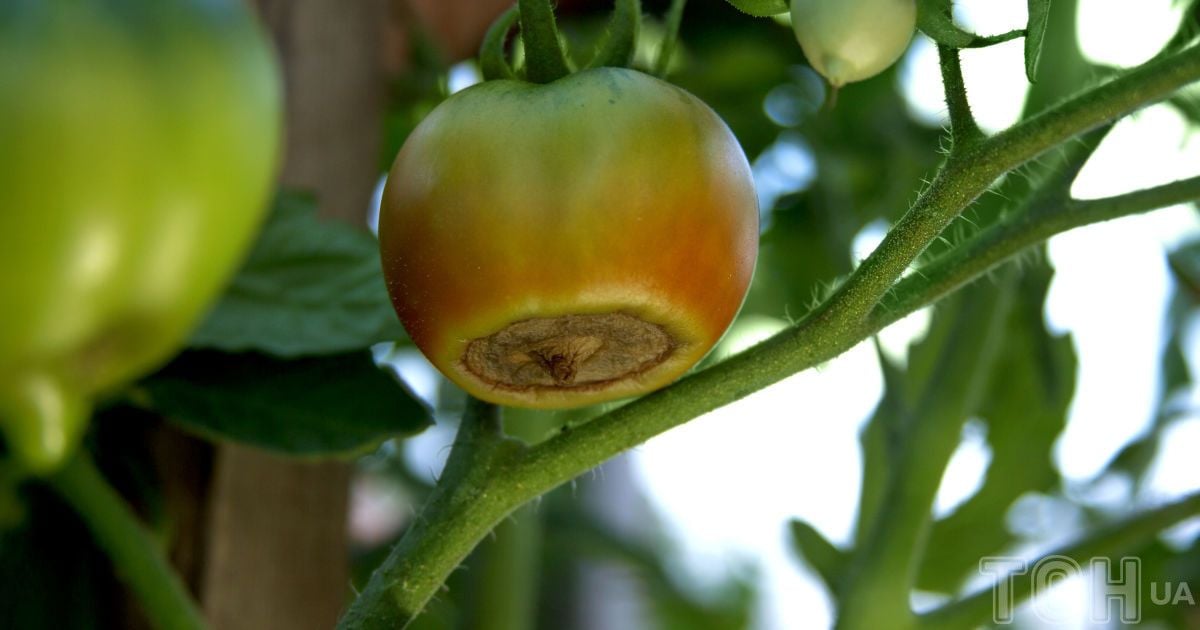 Вершинна гниль томатів