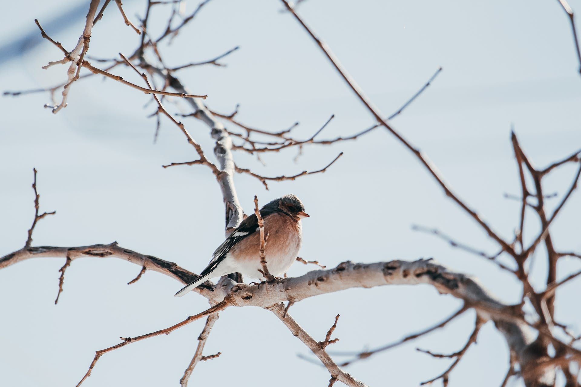 23 січня голосно щебечуть птахи — чекайте на морози / © Pexels
