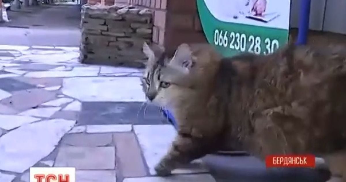 В Бердянске приютили животных из зоны АТО