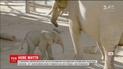 127-килограммовый сюрприз: в калифорнийском зоопарке неожиданно родился слоненок