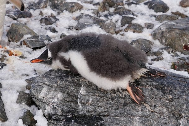 Пінгвіни / © Національний антарктичний науковий центр
