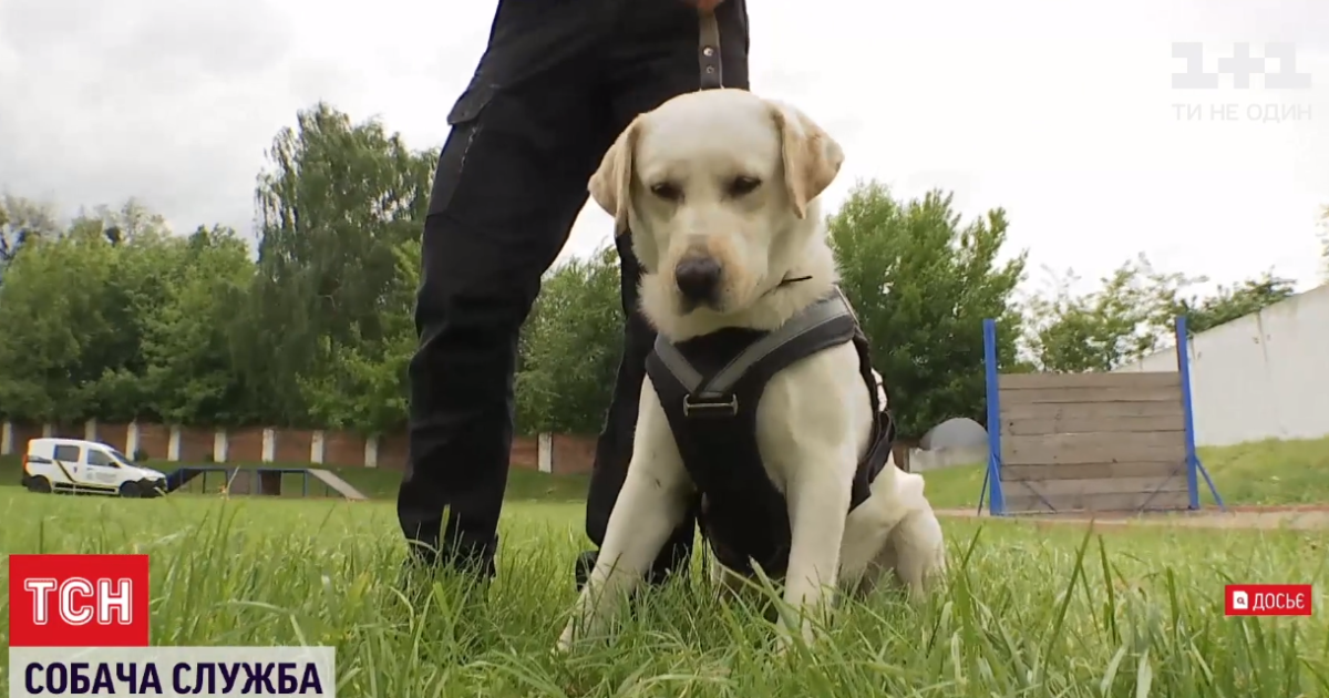 Взрывотехники, искатели и психологи: как тренируют служебных собак