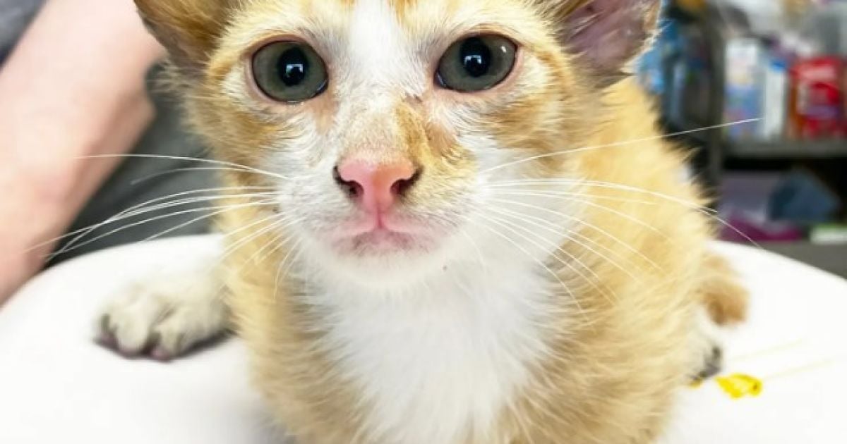 Кіт із чотирма вухами / Фото: True Rescue