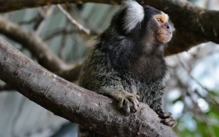 Ученые увеличили мозг обезьяны с помощью уникального человеческого гена