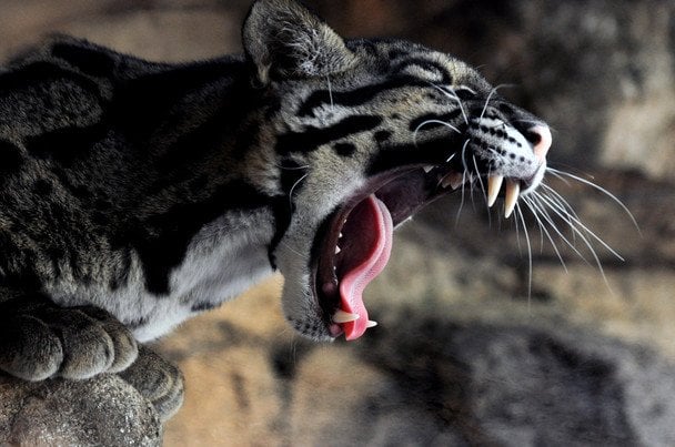 4 серпня в Україні і світі святкують Міжнародний день димчастого леопарда / © wikimedia.org