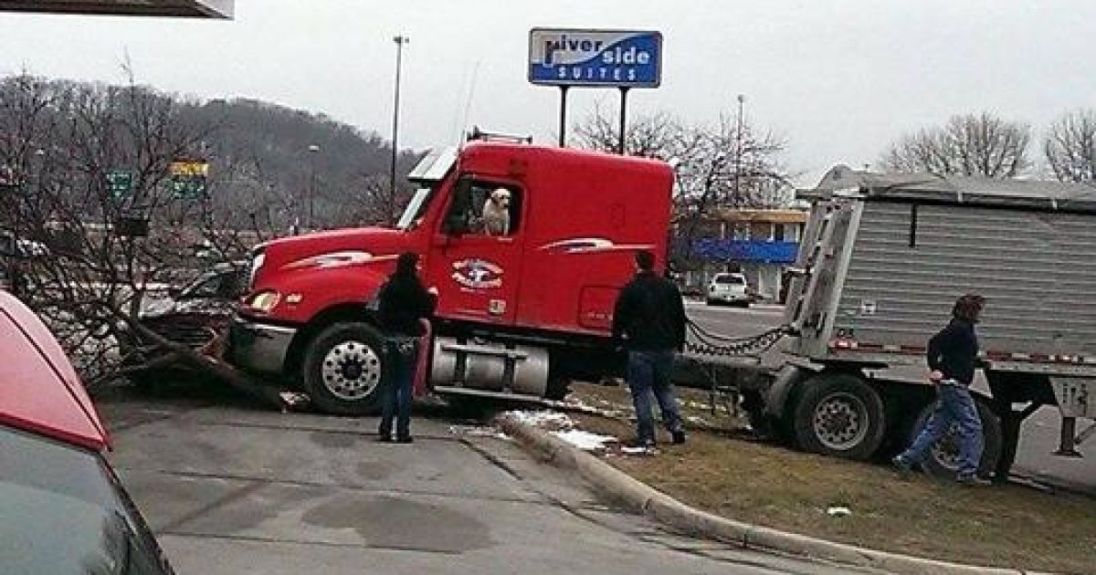 Пес за кермом спричинив аварію