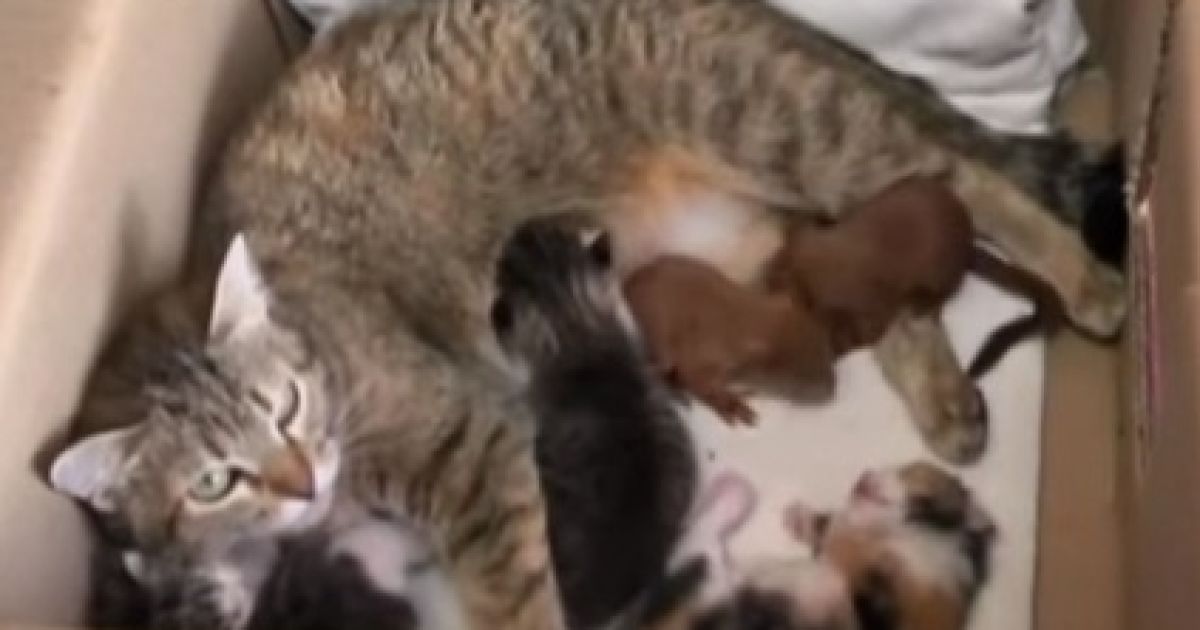 В Полтаве кошка стала мамой для брошенных бельчат