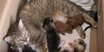 У Полтаві кішка стала мамою для покинутих білченят