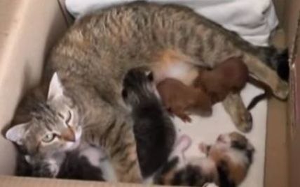 У Полтаві кішка стала мамою для покинутих білченят