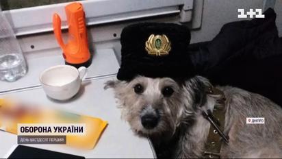 Кудлата провідниця: як собака Ніколь допомагає евакуювати людей із небезпечних регіонів України