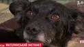 В Одессе собака выкормила молоком двух котят