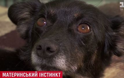 В Одессе собака выкормила молоком двух котят