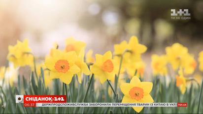 Весна може врятувати людство від коронавірусу