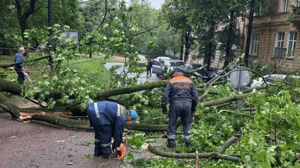 На площі Святого Юра під час грози впало дерево на контактну мережу / © Львівська міська рада