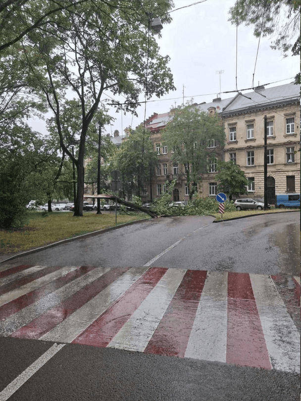 На площі Святого Юра під час грози впало дерево на контактну мережу / © Львівська міська рада