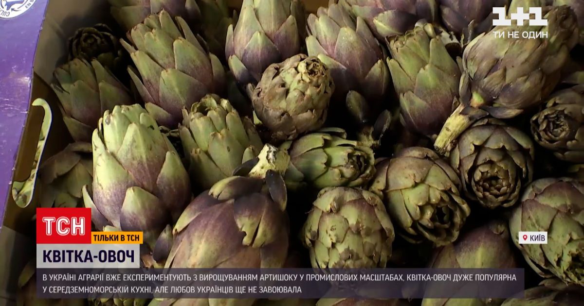 Видео — Новости Украины: экзотический артишок - что это за овощ, где ...