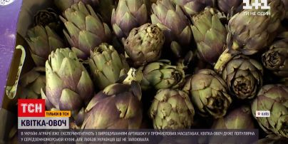 Новини України: екзотичний артишок – що це за овоч, де його можна купити і скільки він коштує
