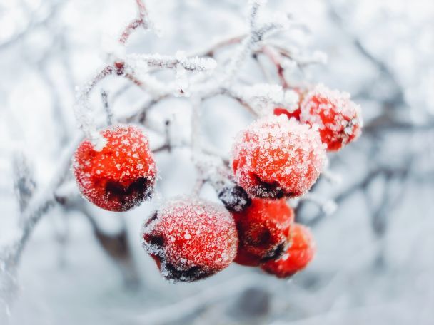 Народні прикмети 2 лютого / © Pexels