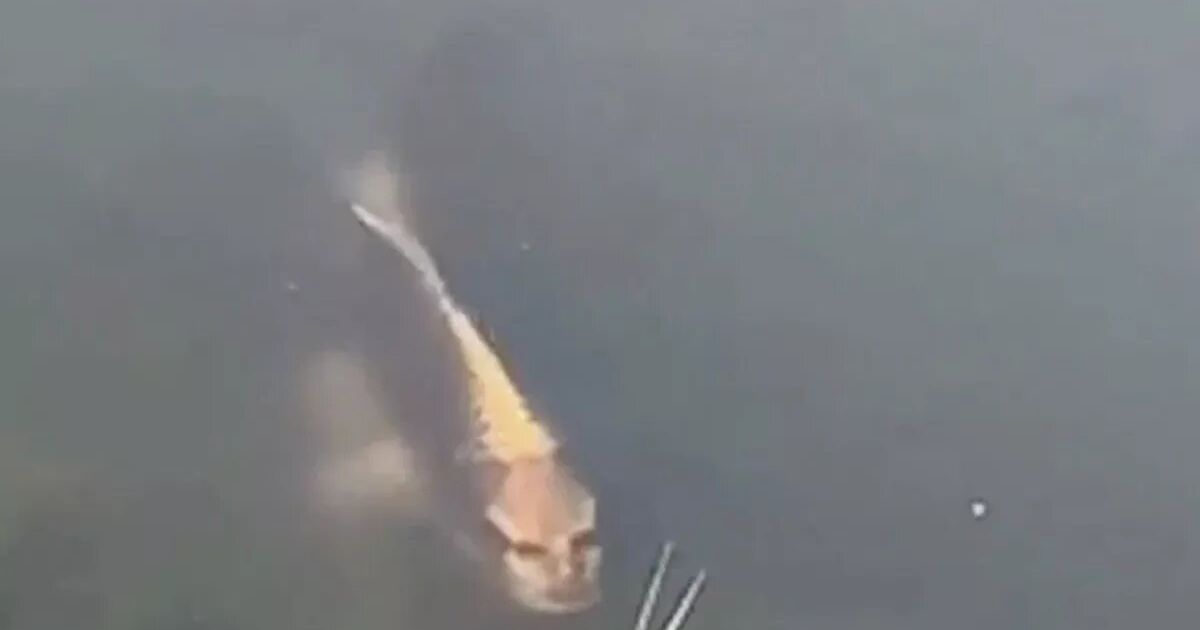 Creepy Human-Face Fish Spotted in Chinese Lake