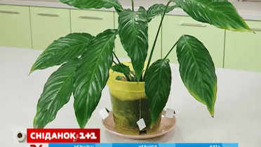 Чай поможет растениям не засохнуть, когда вы в отпуске