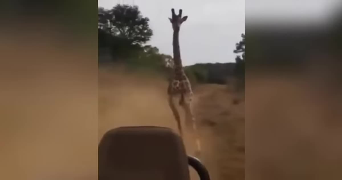 В Сети появилось видео безумной гонки жирафа за туристами на сафари-джипе