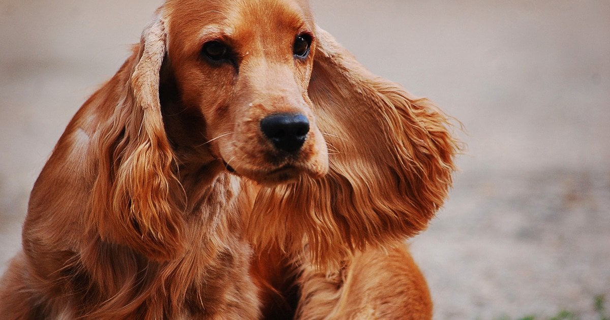 Кокер-спаніель