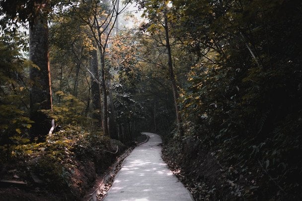 3 березня Всесвітній день дикої природи / © pexels.com