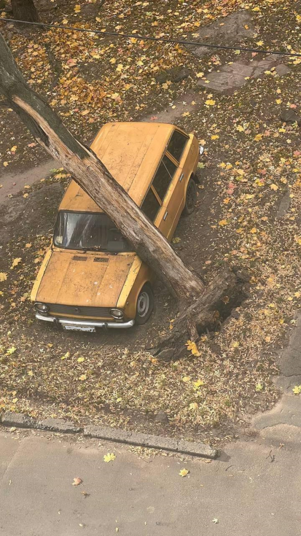 Дерево смяло автомобиль / © из соцсетей