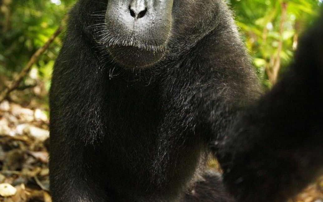 В індонезійських джунглях макака викрала у мандрівника камеру і влаштувала собі фотосесію. / © Daily Telegraph