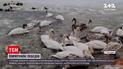 Новости Украины: в Трускавце волонтеры и обычные горожане занимаются спасением лебедей