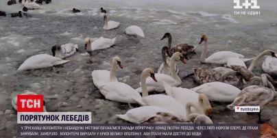 Новини України: у Трускавці волонтери та звичайні містяни займаються порятунком лебедів