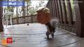 Интернет покоряет видео, на котором белки достают пищу из кормушки в форме головы Трампа