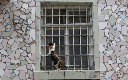Под Киевом закрыли колонию, а местные коты и собаки остались непристроенными: что известно о судьбе четвероногих