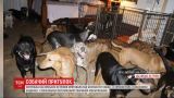 Жительница Багамских островов спасла от урагана 97 собак