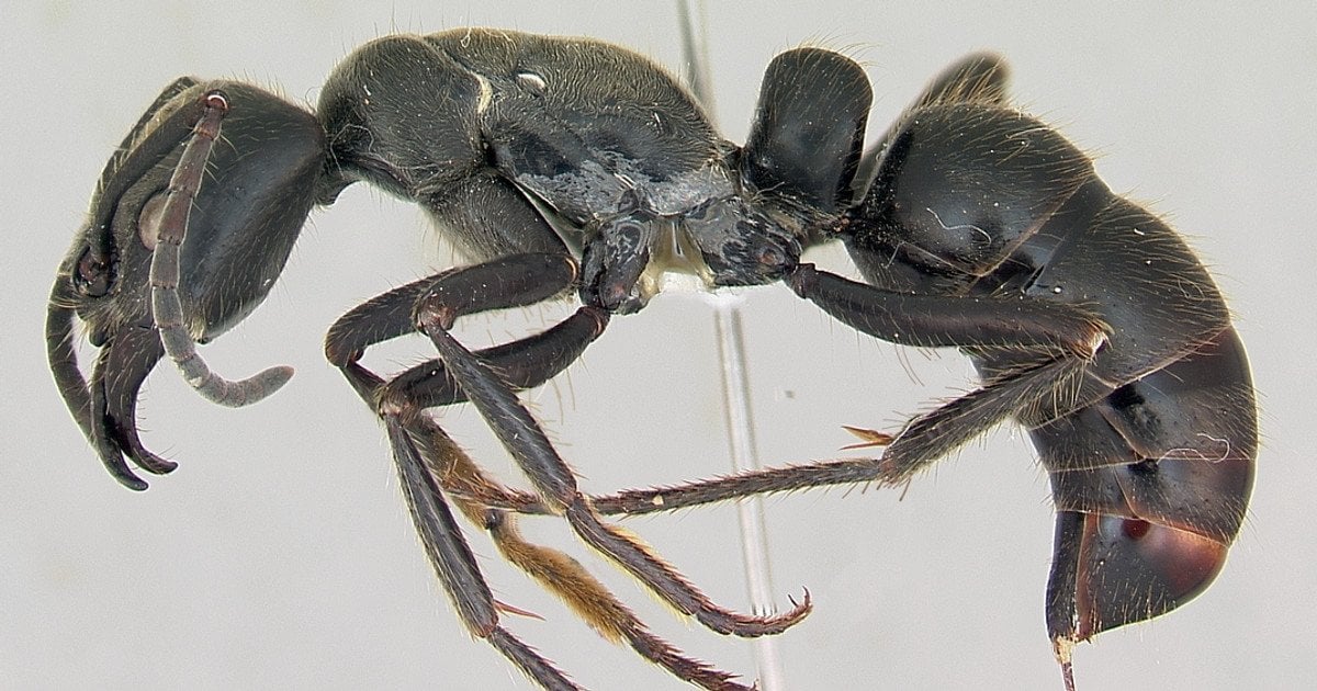 Dinoponera. Фото: April Nobile / AntWeb.org / CC BY-SA 3.0