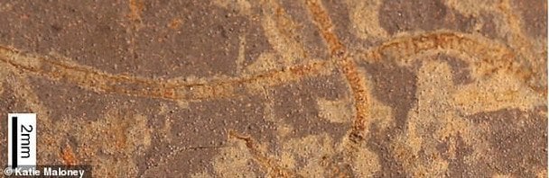 Цей мільярдний зразок надзвичайно добре збережених морських водоростей був включений до дослідження