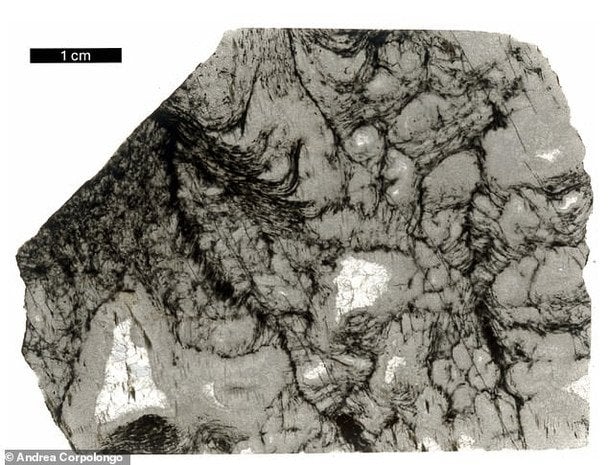 Чорні риси в цьому тонкому шматку породи — це мікробні структури віком 2,5 млрд років