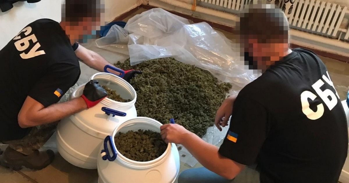 СБУ накрила підпільні плантації конопель в зоні ООС: вилучено "товару" на 4,5 мільйона гривень