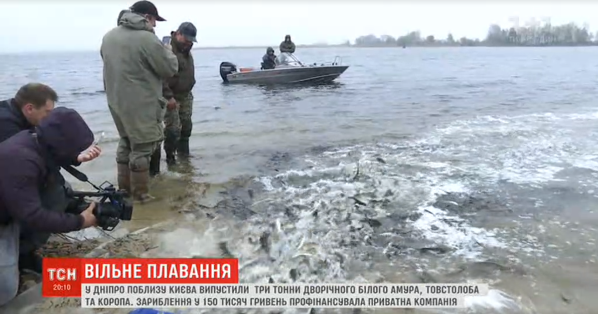 В Днепр запустили три тонны рыбы. Оберегать ее от браконьеров будет рибоохранный патруль