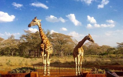 У Кенії туристам пропонують снідати разом з жирафами