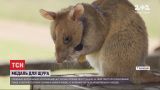 Медаль для крысы: в Камбодже наградили животное за спасение людей